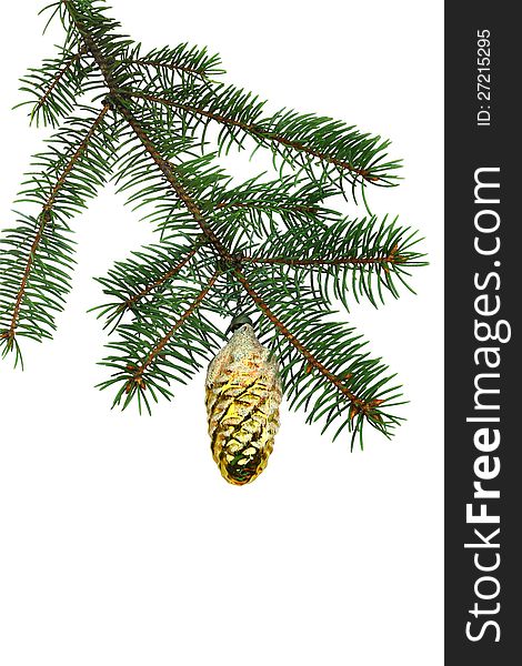 Fir Branch