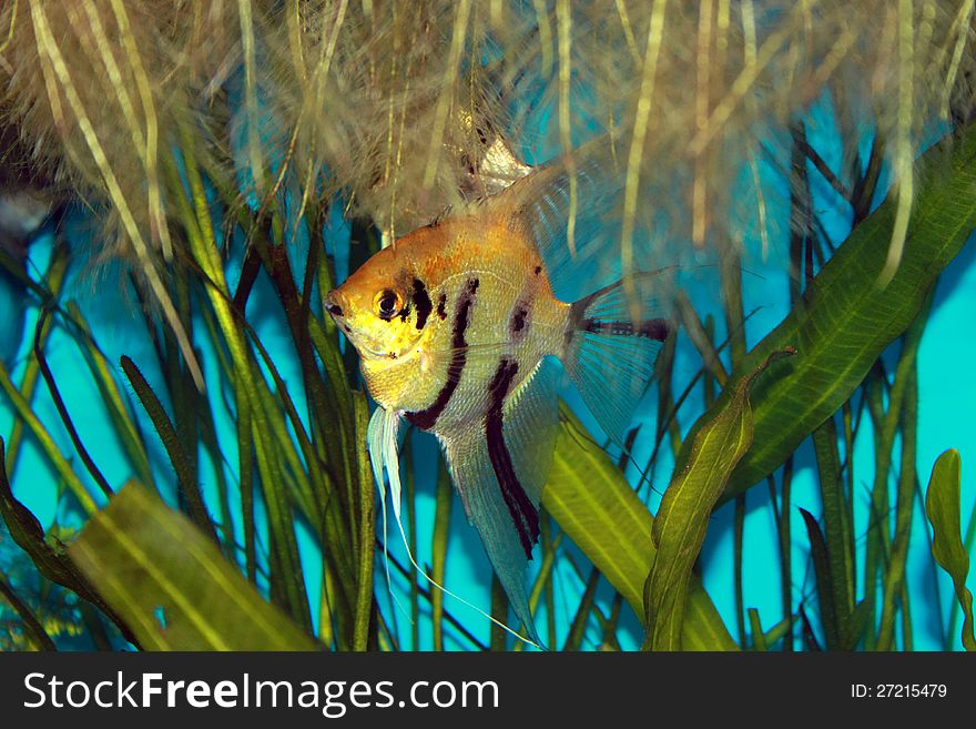 Striped angelfish in aquarium among seaweed