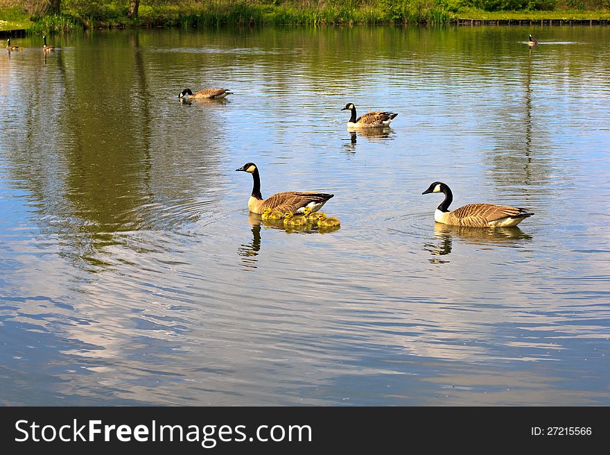 Geese family strolling along the lake