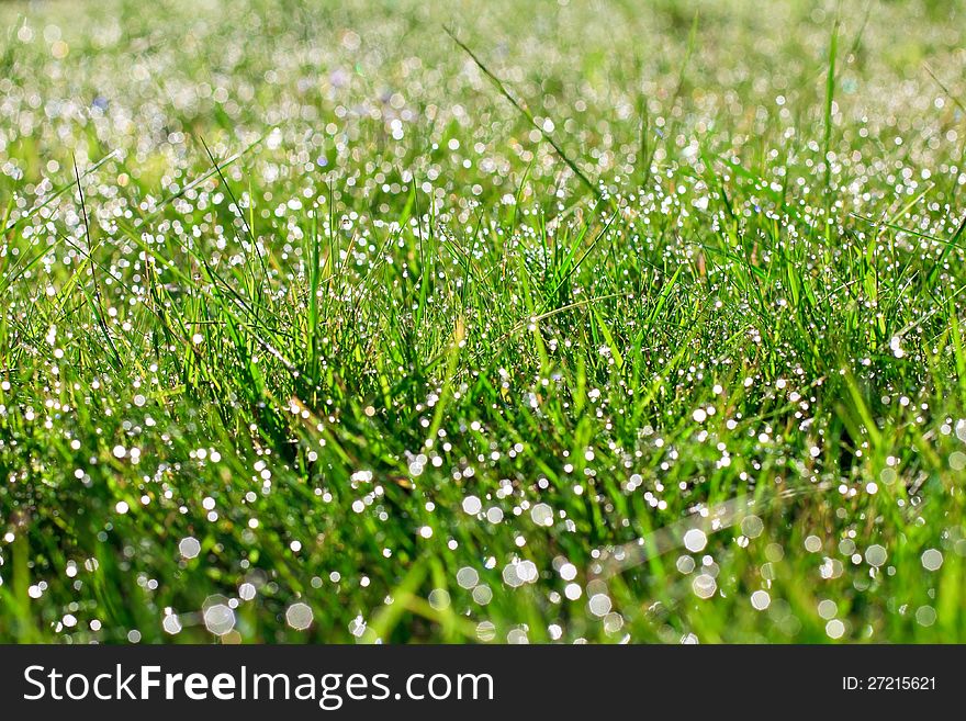 Beautiful fresh grass with water drops