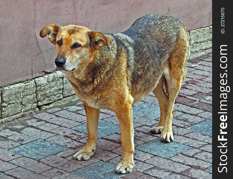 Sad dog stands alone on the street