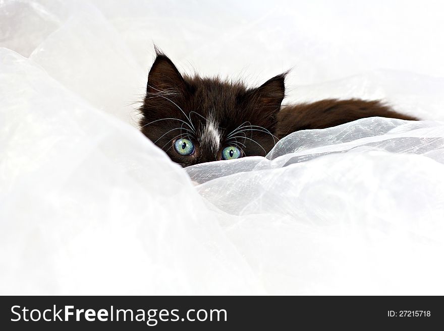 Beautiful pretty cute kitten lying down, peeping over white fabric. Beautiful pretty cute kitten lying down, peeping over white fabric