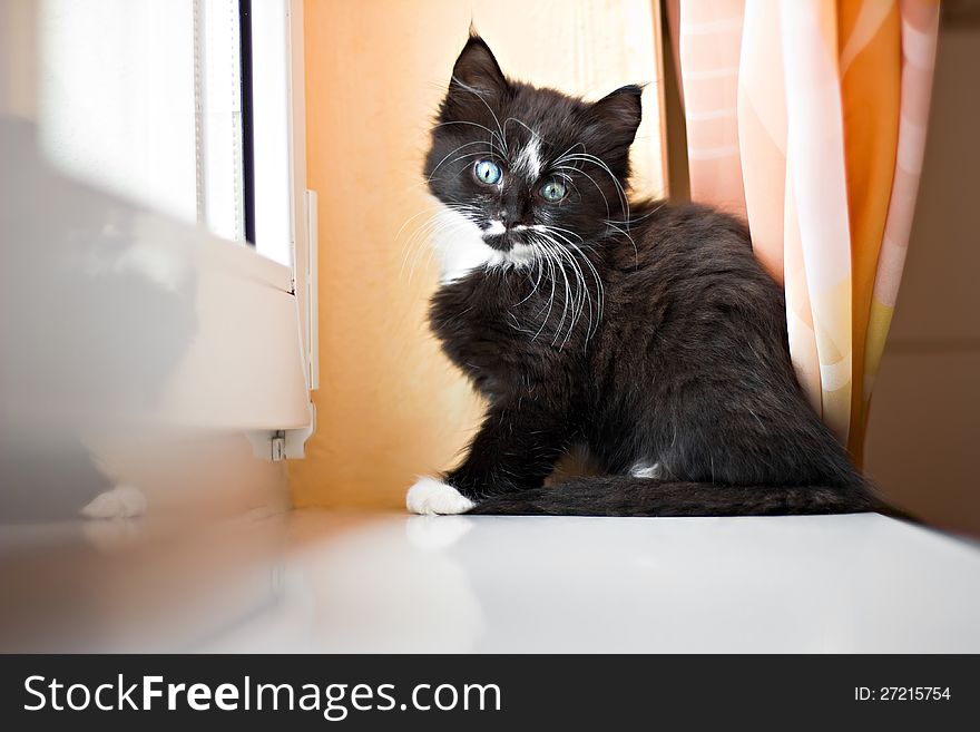 Kitten is sitting on a window ledge