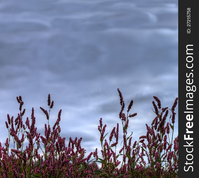 Magenta flowers bush against the dark blue cloudy sky blur floral background. Magenta flowers bush against the dark blue cloudy sky blur floral background