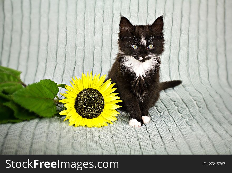 A kitten with sunflower on grey plaid
