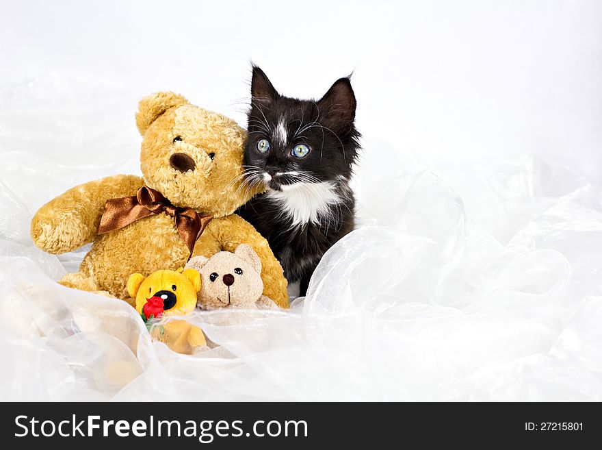 Black-white kitten with teddy bears