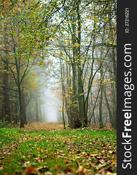 Foggy forest in autumn with ground covered in fallen autumnal leaves. Foggy forest in autumn with ground covered in fallen autumnal leaves