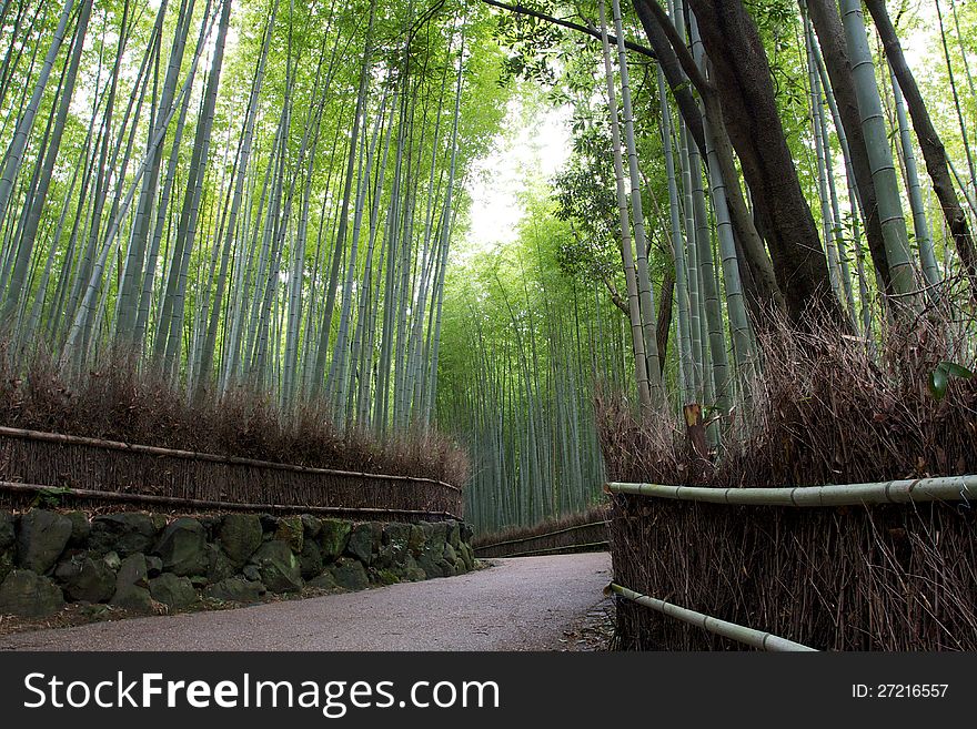 The sea of bamboos near Kyoto. The sea of bamboos near Kyoto