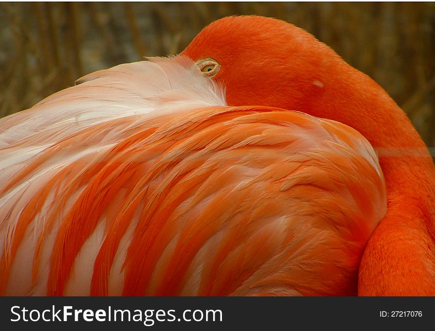 Close-up of resting american flamingo in zoo. Close-up of resting american flamingo in zoo