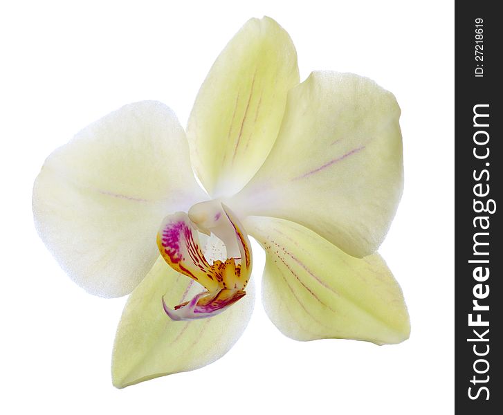 Beautiful Light Yellow Orchid Flower