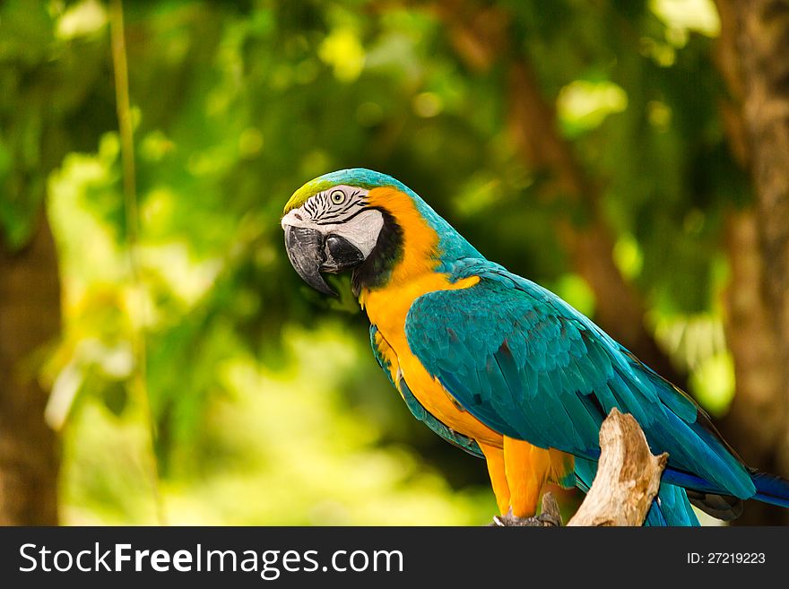 Blue and Yellow macaw on the green background