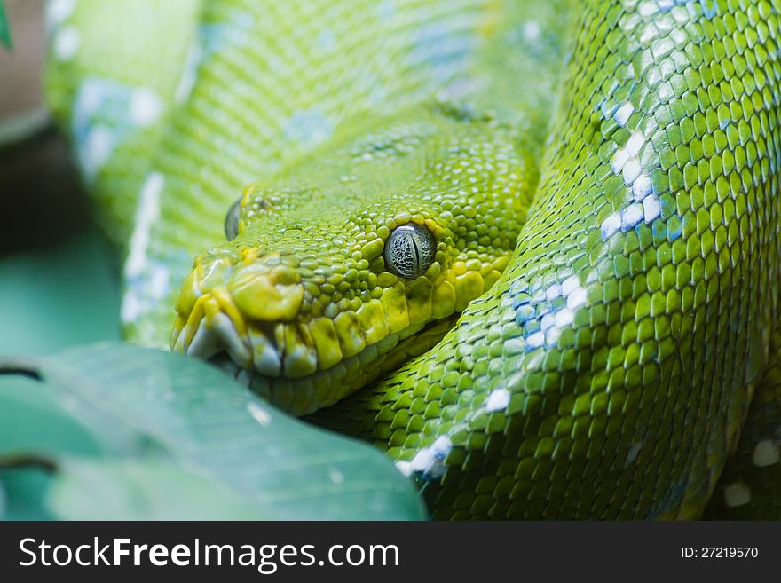 Green tree python in the nature