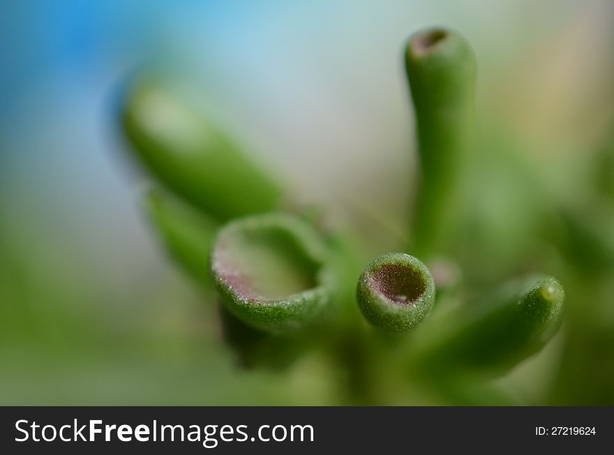 Jade plant close-up with blue background