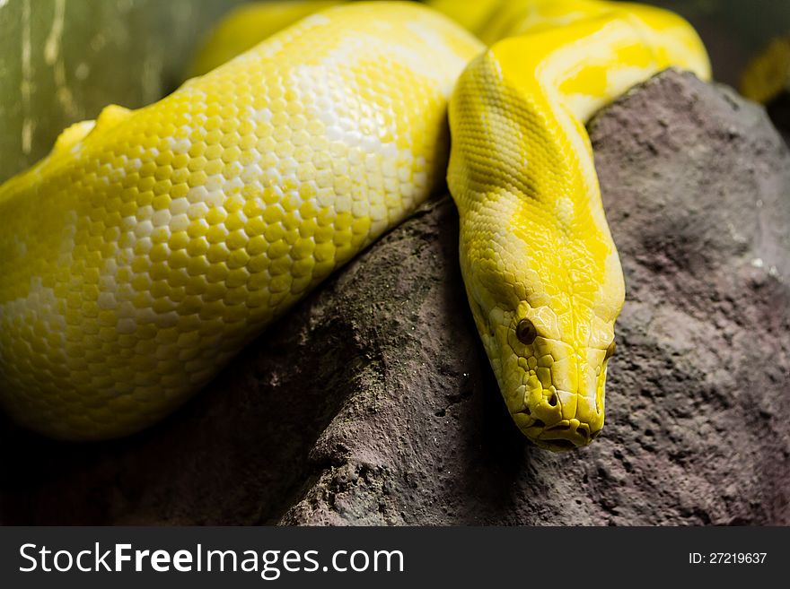 Golden python on the rock