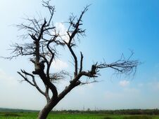 Dead Tree And Blue Sky As Background Stock Photography