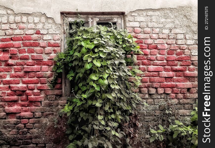 Plant grown in old  abandoned brick wall