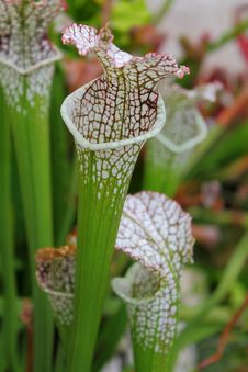 Carnivorous Plant Royalty Free Stock Images Carnivorous Plant Royalty Free Stock Images