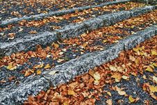 Fallen Leaves Stock Photography Fallen Leaves Stock Photography