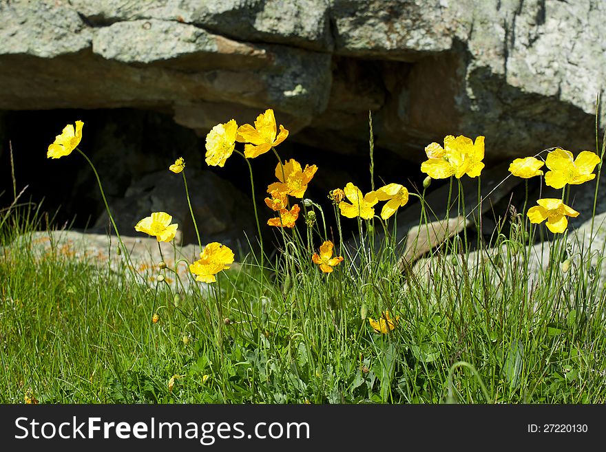 Yellow poppies in the mountains. Yellow poppies in the mountains