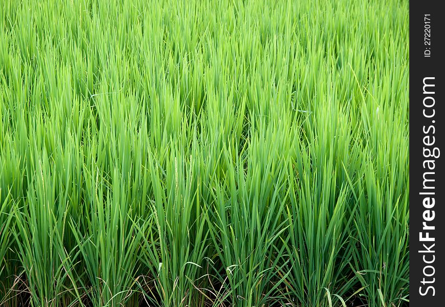 Traditional Thai style rice growth