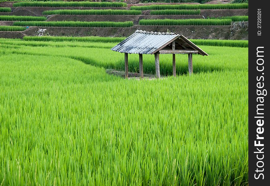 Traditional Thai style rice growth