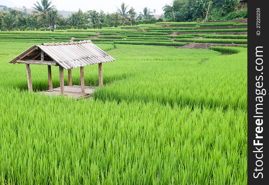 Traditional Thai style rice growth