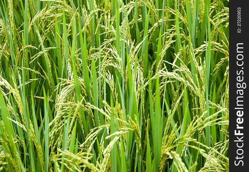 Traditional Thai style rice growth. Traditional Thai style rice growth