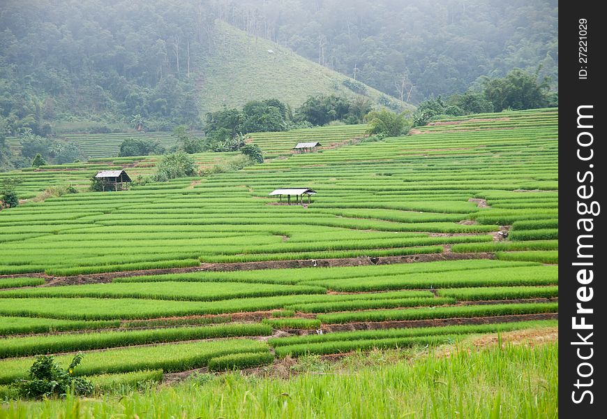 Traditional Thai style rice growth. Traditional Thai style rice growth