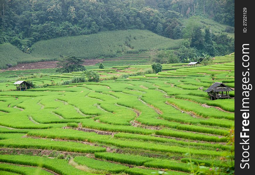 Traditional Thai style rice growth. Traditional Thai style rice growth