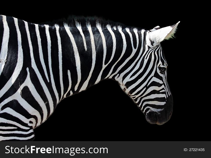Zebra on a black background