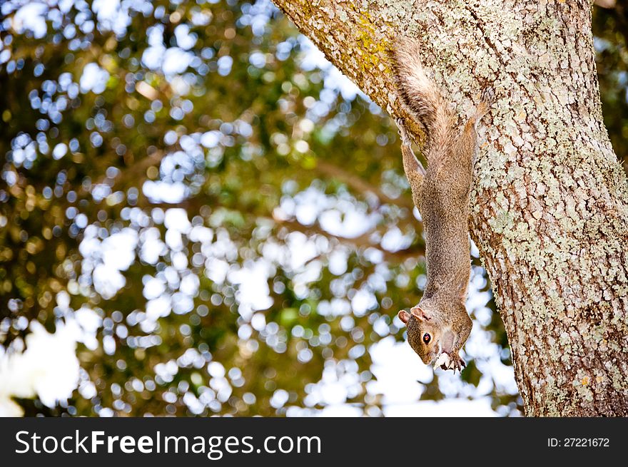 A gray squirrel (sciurus carolinensis) eating in a oak tree.