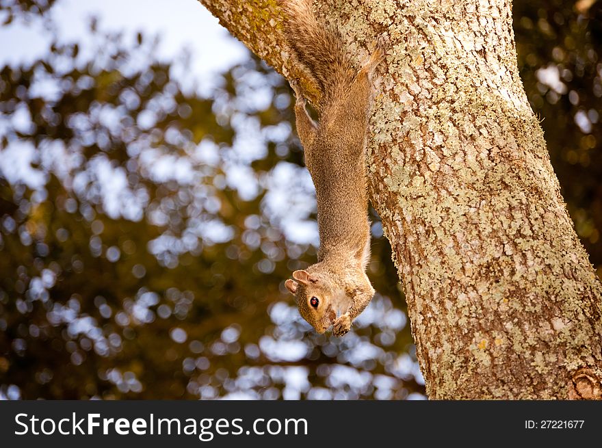 Close up of gray squirrel (sciurus carolinensis) eating in a oak tree. Close up of gray squirrel (sciurus carolinensis) eating in a oak tree.