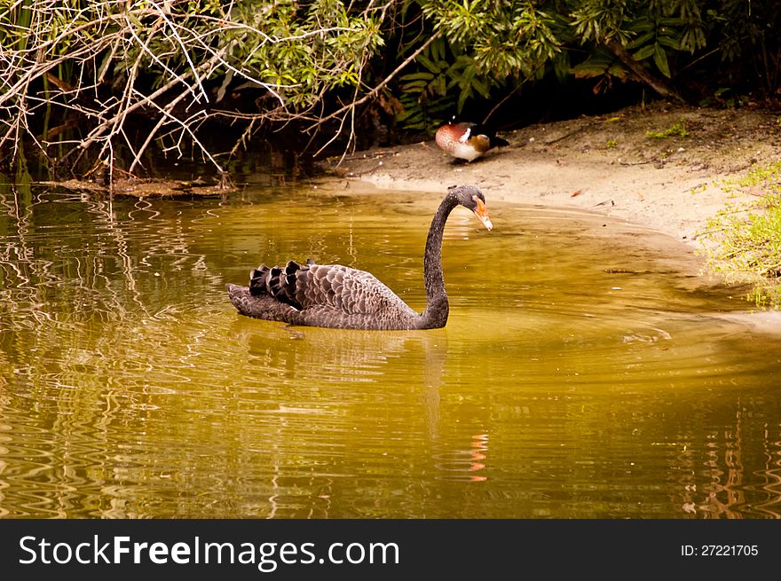 Black swan (Cygnus-atratus) in a pond.
