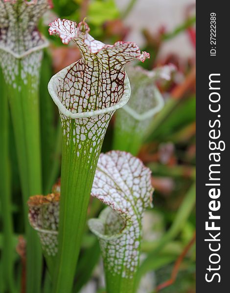 Carnivorous Plant close up