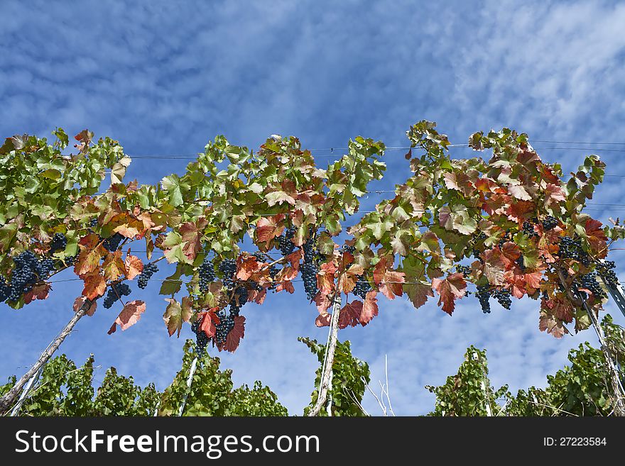 Vineyard in autumn harvest with beautiful blue sky in the background