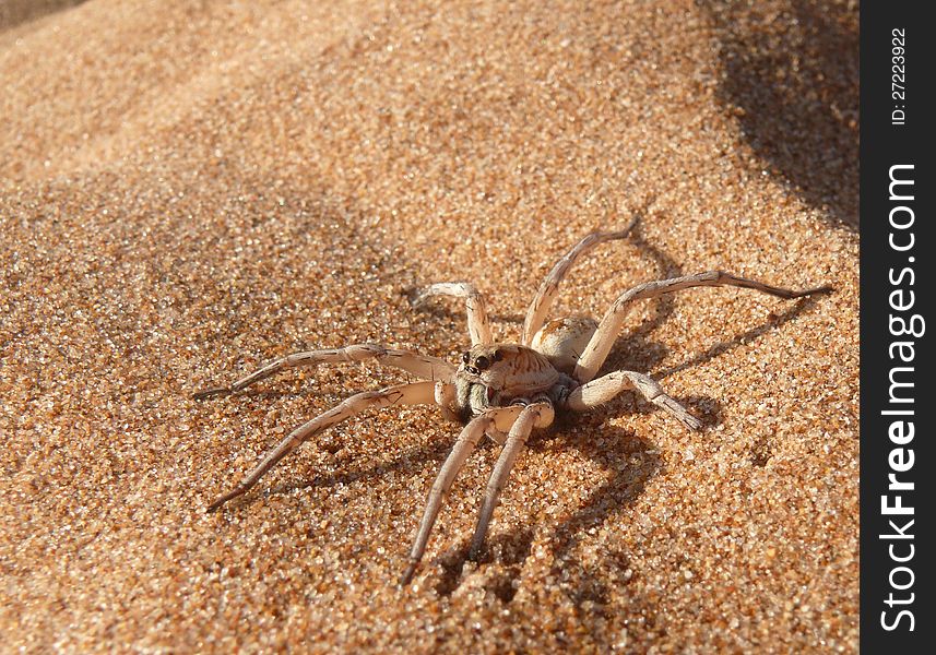 The macro photo of the big white spider, in Western Australia. The macro photo of the big white spider, in Western Australia.