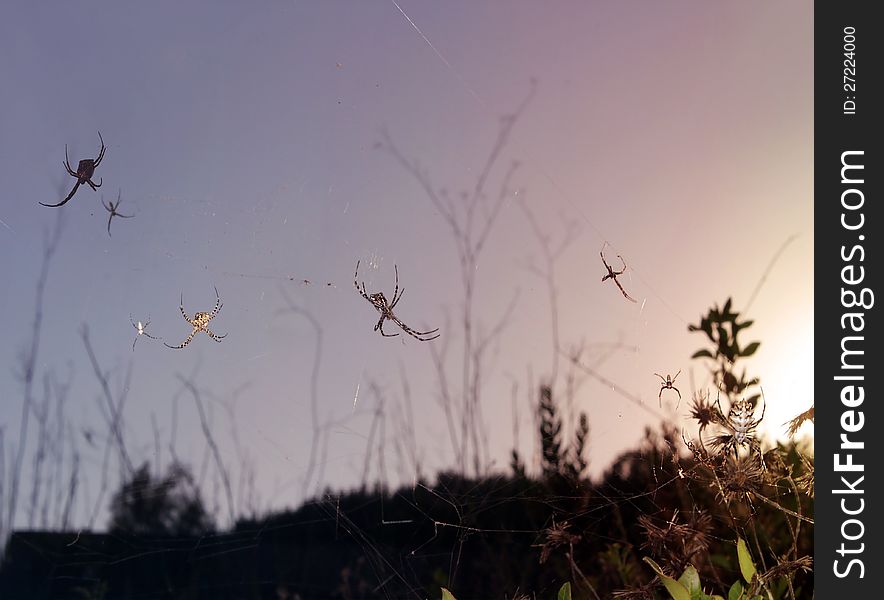 Group of spiders at the sunset