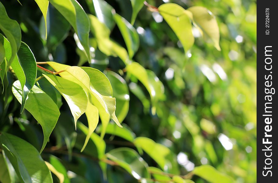 Green leaves as botanical background