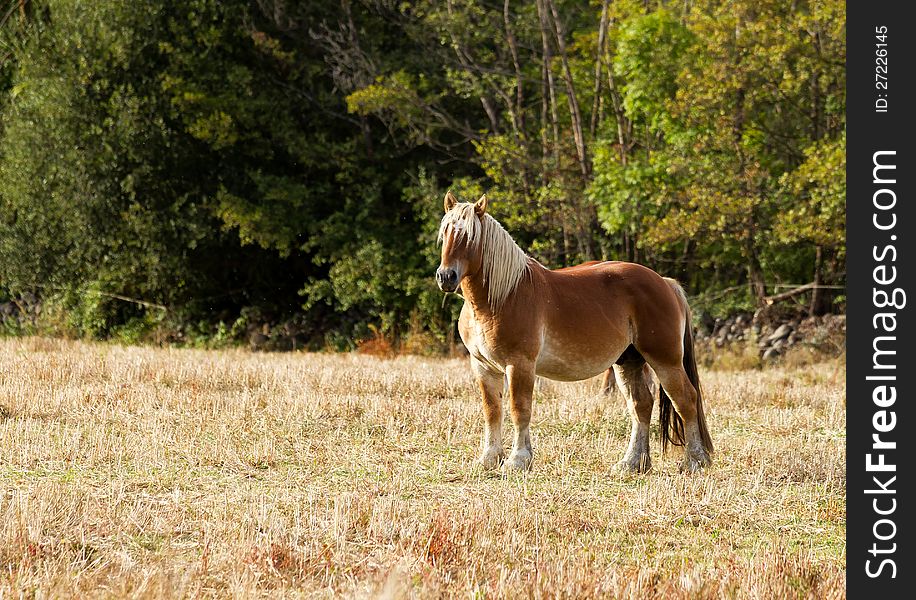 Beautiful brown horse interest for the photograph