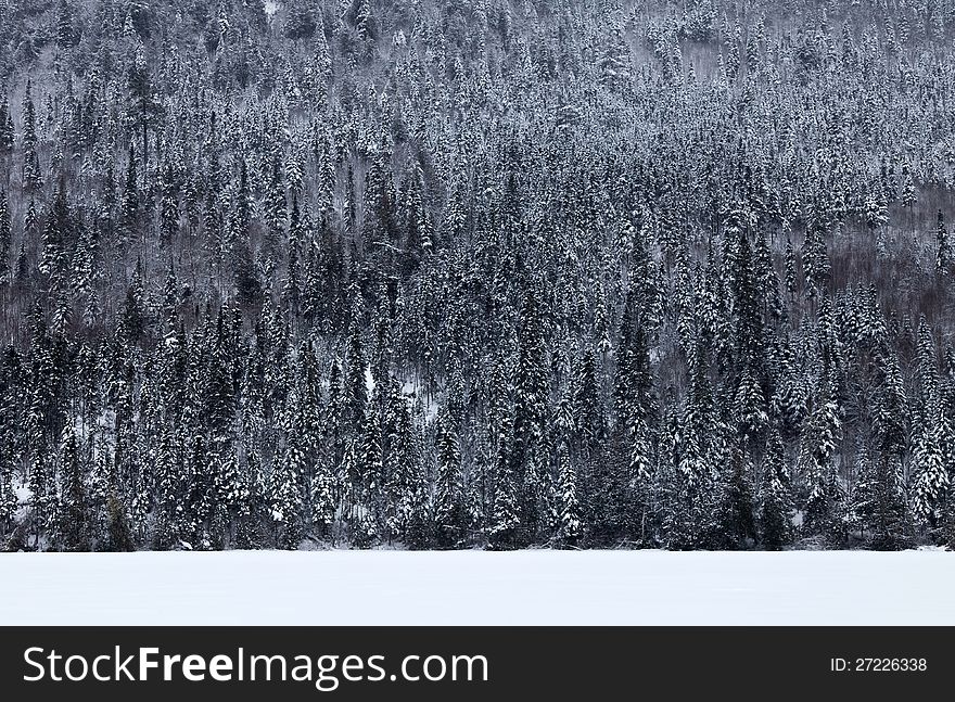 Here is a wonderful mountain on a lake. I did this cop image of the tree because the texture was just so cool. The sky was overcast and the light was so smooth and not contrasty. It was a very calm moment in my life !. Here is a wonderful mountain on a lake. I did this cop image of the tree because the texture was just so cool. The sky was overcast and the light was so smooth and not contrasty. It was a very calm moment in my life !