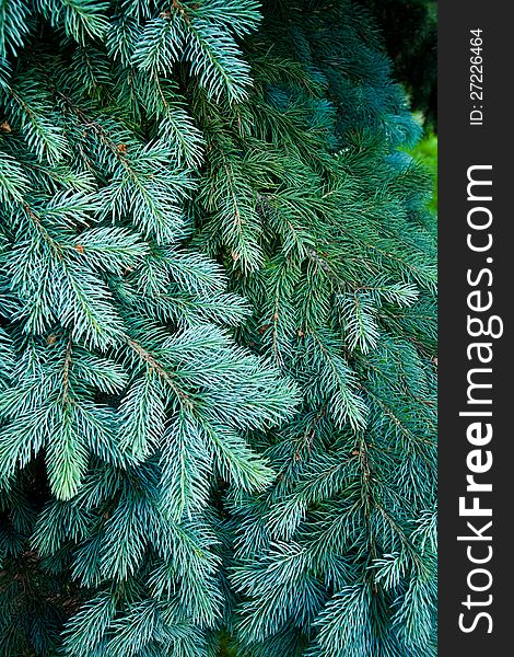 Blue Spruce detail with natural light