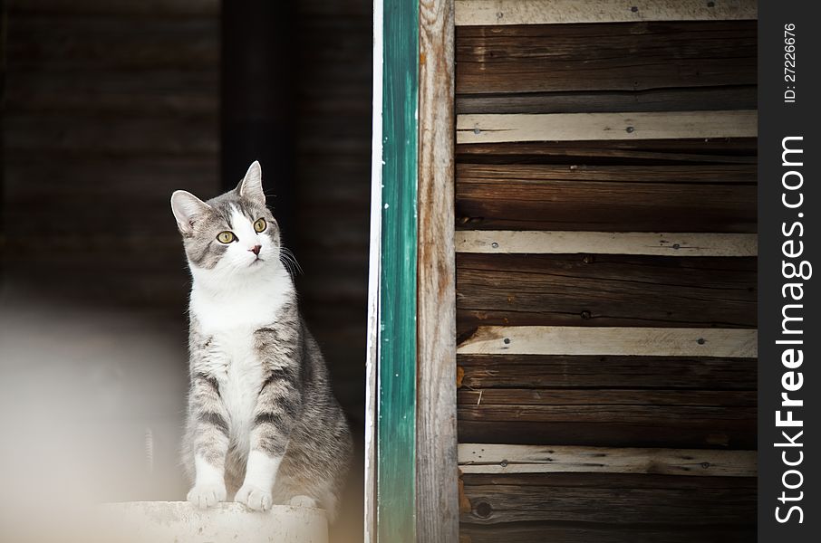 Cat watching outside and guarding the door. Cat watching outside and guarding the door