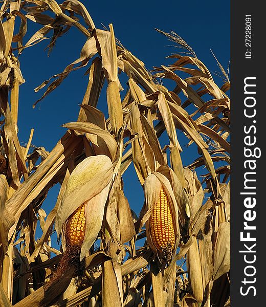 Mature field corn plants ready for harvest