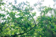 The Rays Of The Sun Pass Through The Branches Of A Small Tree. A Spring Tree With Young Foliage On The Lawn. Green Landscape. Stock Photos The Rays Of The Sun Pass Through The Branches Of A Small Tree. A Spring Tree With Young Foliage On The Lawn. Green Landscape. Stock Photos