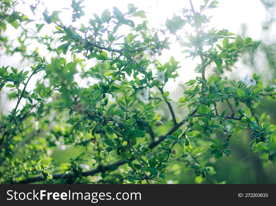 The Rays Of The Sun Pass Through The Branches Of A Small Tree. A Spring Tree With Young Foliage On The Lawn. Green Landscape.