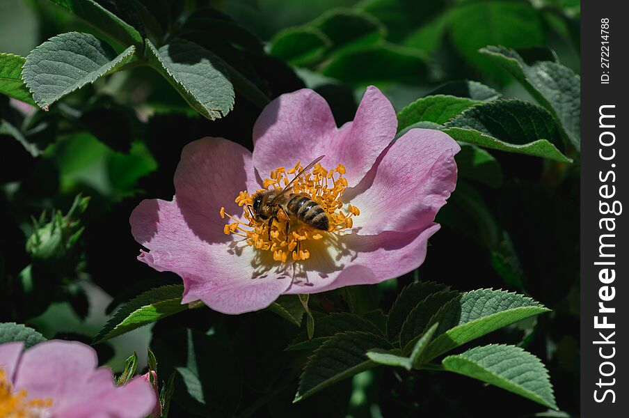 Close-up Image Of A Blooming Wild Rose With A Flower On Which A Bumblebee Collects Nectar On A Bright Sunny Day