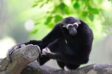 White - Handed Gibbon Stock Photo