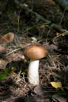 Mushroom Stock Photography Mushroom Stock Photography