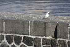 Seagull Royalty Free Stock Image