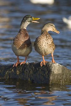 Two Ducks Stock Photography